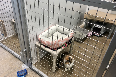 Catio