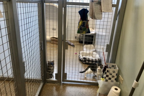 Catio Area
