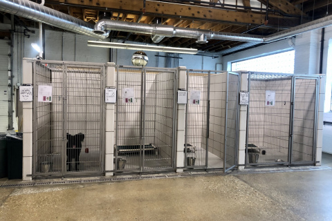 Dog Kennel Area